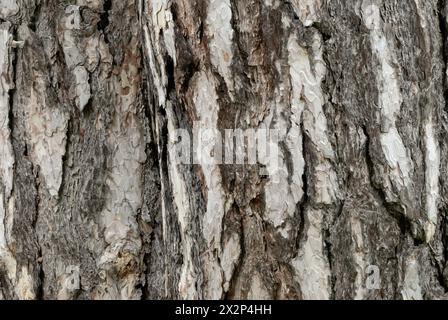 Kiefernrinde, Pinus sylvestris Textur, Nahaufnahme. Europäische Rotkiefer. Mit einer schuppigen Oberfläche. Zwei Unterhosen. Natürlicher abstrakter Hintergrund. Piestany, Slowakei Stockfoto