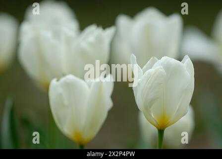 Triumph Tulpen, Tulipa Weiße Flagge, Nahaufnahme. Wächst in einem Blumenbeet im Park. Unscharfer, naturgrüner Hintergrund. Dubnica nad Vahom, Slowakei Stockfoto
