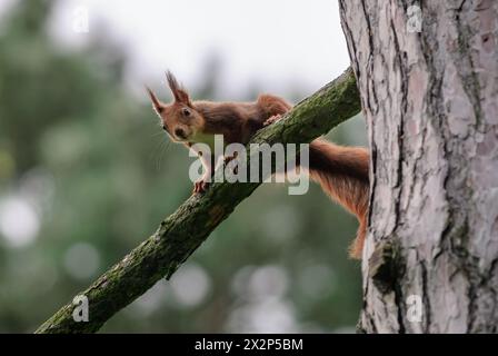 Rotes Eichhörnchen, Sciurus vulgaris sitzt auf einem Zweig einer Kiefer, nah dran. Eurasisches Rothörnchen. Verschwommener Bokeh-Hintergrund. Piestany, Slowakei Stockfoto