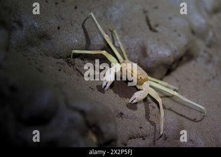 Sesamoides Jacobsoni, eine Höhlenbiota, die im Karstgebiet von Gunung Sewu lebt. Diese Art von Krabben wurde erstmals 1911 von Edward Jacobson entdeckt. Stockfoto