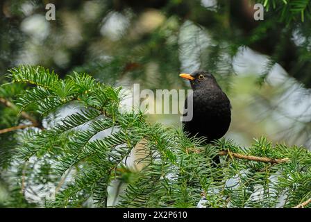 Eurasische Amsel, Turdus Merula männlich, sitzt auf einem Fichtenzweig, Nahaufnahme. Seitenansicht, Hochformat. Verschwommener Bokeh-Hintergrund. Dubnica nad Vahom, Slowakei Stockfoto