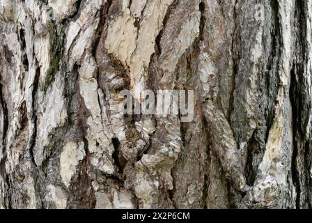 Kiefernrinde, Pinus sylvestris Textur, Nahaufnahme. Europäische Rotkiefer. Mit einer schuppigen Oberfläche. Alter Kofferraum. Natürlicher abstrakter Hintergrund. Piestany, Slowakei Stockfoto