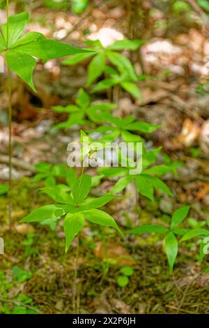 Medeola virginiana Pflanze bekannt als indische Gurke in der Familie der Lilien hoch mit Stadien von Laub um den aufwärts liegenden Stamm mit einer kleinen Blüte auf Stockfoto