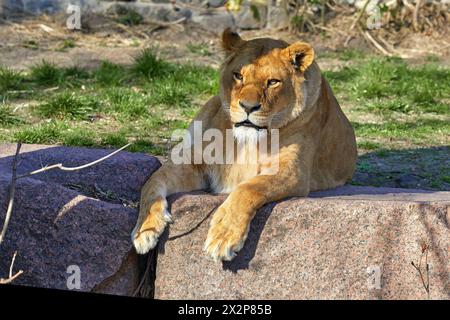 Bild einer erwachsenen Löwin, die unter einem Baum liegt Stockfoto