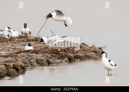 Schwarzkopfmöwe, Chroicocephalus ridibundus, fliegt mit großem Zweig für Nestmaterial. Stockfoto