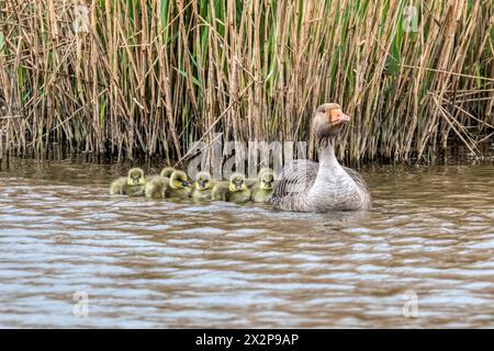 Graugans, Anser Anser, mit Gänsen auf dem Süßwassermarsch im RSPB Titchwell Vogelreservat. Stockfoto