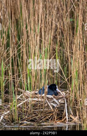 Coot, Fulica atra, auf dem Nest in Schilfbeeten im RSPB Titchwell Vogelreservat. Stockfoto