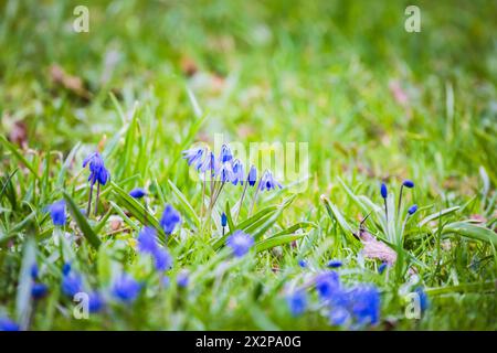 Wilde blaue Frühlingsblumen. Makrofoto mit selektivem Fokus. Scilla sibirica Stockfoto