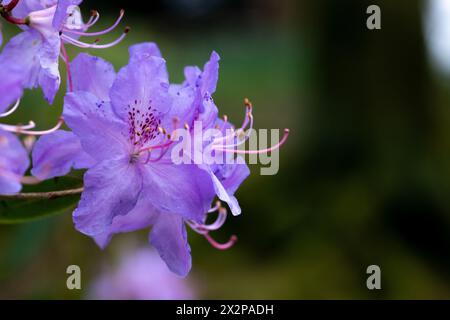 Zwerg Rhododendron Blauer Diamant Stockfoto