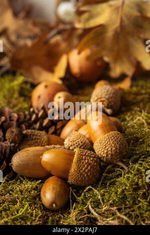 Wunderschöne Eicheln auf dem Feld, die gerade vom Baum gefallen sind, mit kleinen Tannenzapfen daneben und trockenen Blättern Stockfoto