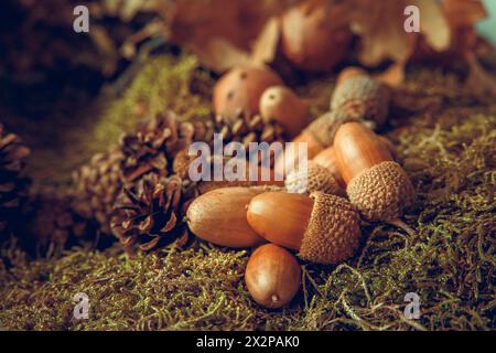Wunderschöne Eicheln auf dem Feld, die gerade vom Baum gefallen sind, mit kleinen Tannenzapfen daneben und trockenen Blättern Stockfoto