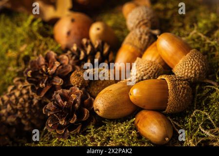 Wunderschöne Eicheln auf dem Feld, die gerade vom Baum gefallen sind, mit kleinen Tannenzapfen daneben und trockenen Blättern Stockfoto