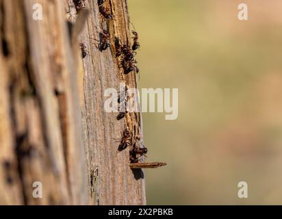 Eine Ameisenkolonie ist sehr aktiv auf einem toten Baum Stockfoto