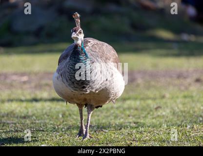 Pfau steht auf dem Boden im Park. Selektiver Fokus. Stockfoto