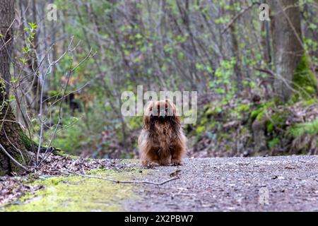 Pekingese Hund auf einem Spaziergang im Park. Geringe Schärfentiefe Stockfoto