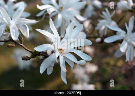 Magnolia stellata Blume. Weißer Blütenstern Magnolie blüht auf Magnolienbaum. Einzelne weiße Magnolienblüte, blühender Baum im Garten, aus nächster Nähe. Stockfoto