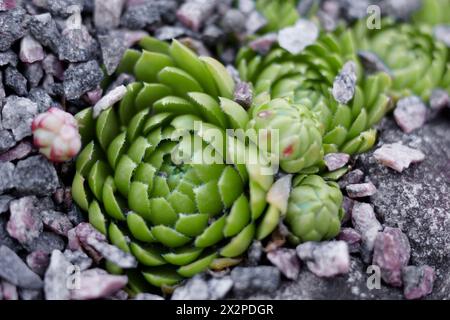 Miniatur-Sukkulenten-Pflanzen in einem Pflanzgefäß. Sukkulente Pflanzenblüte. echeveria sukkulente lebende Steine. Gartenanlage. Nahaufnahme. Stockfoto