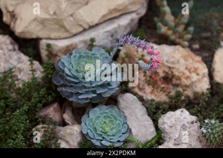 Miniatur-Sukkulenten-Pflanzen in einem Pflanzgefäß. Sukkulente Pflanzenblüte. Blühende echeveria sukkulente lebende Steine. Gartenanlage. Nahaufnahme. Stockfoto