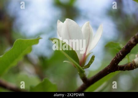 Magnolia soulangeana Blume. Weiße Blume Magnolien blühen auf Magnolienbaum. Einzelne weiße Blume der Magnolie, blühender Baum im Garten, Nahaufnahme. fr Stockfoto