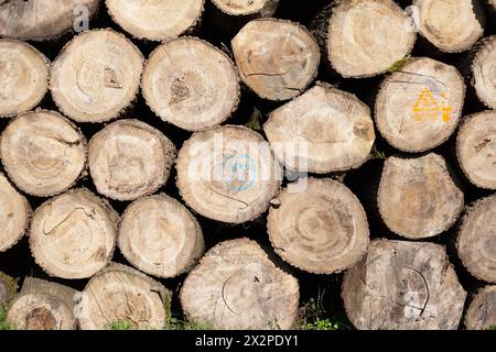 Stapel von Holzstämmen, Nahaufnahme von sauberem Schnitt von gehackten Brennholzstämmen. Natürlicher Holzhintergrund Stockfoto