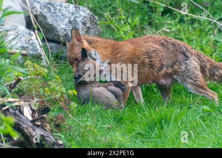 Fuchsfüchse Vulpes vulpes bewegt ein Junges, indem sie es in ihrem Mund am Nacken trägt, Gartenwild, England, Großbritannien Stockfoto