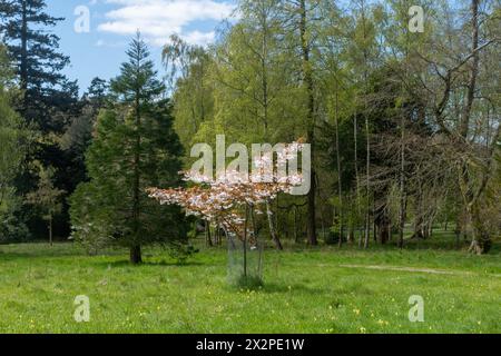 Blick auf das Arboretum in den West Dean Gardens im Frühling mit Cowslips, West Sussex, England, Großbritannien Stockfoto