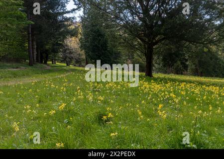 Blick auf das Arboretum in den West Dean Gardens im Frühling mit Cowslips, West Sussex, England, Großbritannien Stockfoto