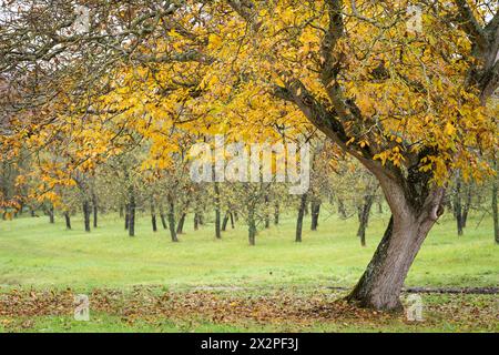 Walnussbaum (Juglans) im Herbstlaub. Der alte Walnussbaum im Herbst. Apfelbäume im Hintergrund. Apfelwiesen. Stockfoto