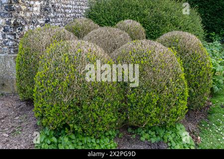 Durch Buchsmottenraupen (Cydalima perspectalis) geschädigte Hecken, England, Vereinigtes Königreich Stockfoto