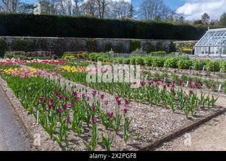 West Dean Gardens im Frühling mit farbenfrohen Tulpen und historischen Gewächshäusern im April, West Sussex, England, Großbritannien Stockfoto