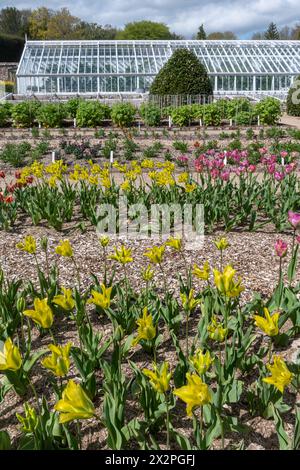 West Dean Gardens im Frühling mit farbenfrohen Tulpen und historischen Gewächshäusern im April, West Sussex, England, Großbritannien Stockfoto