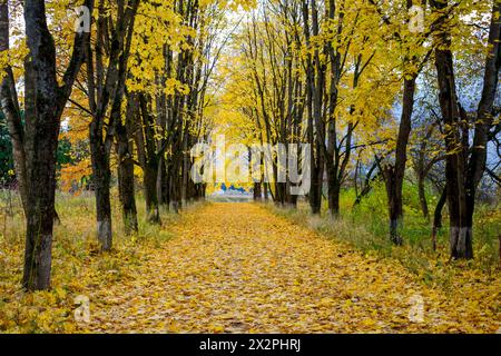 Helle Ahornallee im Herbst Stockfoto