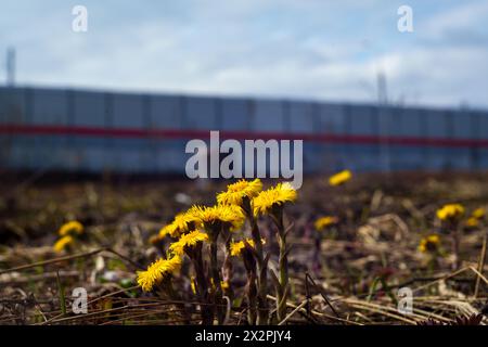 Die ersten Frühlingsblumen Stockfoto
