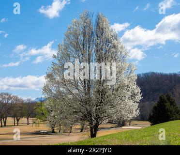 Wunderschöner blühender Birnenbaum an einem wunderschönen, meist sonnigen Frühlingstag mit blauem Himmel und strahlend weißen Wolken. Stockfoto