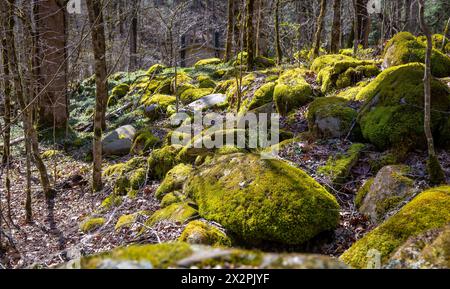 Viele große moosbedeckte Felsbrocken in einem Bergwald an einem sonnigen Frühlingstag. Stockfoto