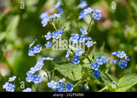 Kleine blaue Blüten von Brunnera macrophylla. Der sibirische Bugloss, großes Vergissmeinnicht, Largeleaf Brunnera, Herzblatt. Stockfoto