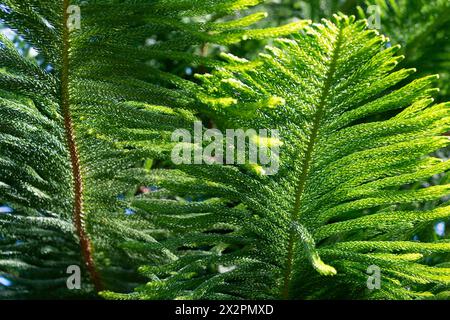 Grüner Zweig eines Nadelbaums. Araucaria columnaris. Das Korallenriff araucaria, Cook Kiefer, New Caledonia Kiefer, Cook araucaria, säulenaraucaria. Stockfoto