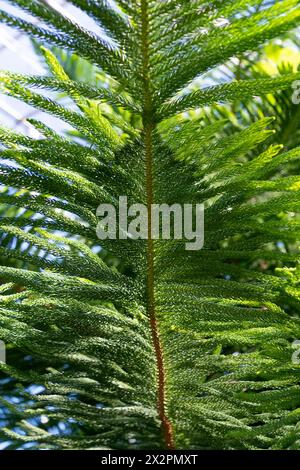 Grüner Zweig eines Nadelbaums. Araucaria columnaris. Das Korallenriff araucaria, Cook Kiefer, New Caledonia Kiefer, Cook araucaria, säulenaraucaria. Stockfoto