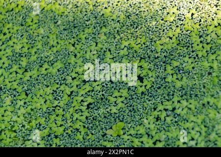 Grüner Pflanzenhintergrund von Ententkraut. Lemna minuta. Die geringste Wasserpflanze. Stockfoto