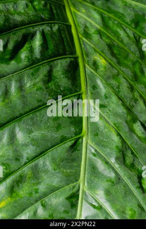 Grünes Blatt von Alocasia brisbanensis, Nahaufnahme. Natürlicher pflanzlicher Hintergrund. Cunjevoi, Löffellilie. Stockfoto