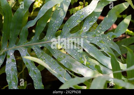 Grünes Blatt von Phlebodium aureum mit Wassertropfen. Tropische Pflanze. Natürlicher Hintergrund. goldene Polypodie, goldener Schlangenfarn, Kohl-Palmenfarn, Gold-Fo Stockfoto