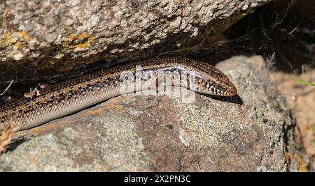 Sardinischer Gongilo, kleiner Saurto aus der Familie der Skink Stockfoto