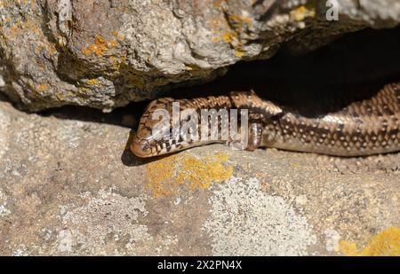 Sardinischer Gongilo, kleiner Saurto aus der Familie der Skink Stockfoto