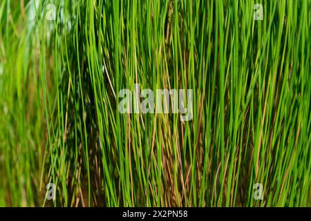 Grüner natürlicher Pflanzenhintergrund. Äste von Pinus patula, Nahaufnahme. Patula-Kiefer, Spreitblättrige Kiefer, mexikanische Trauer-Kiefer Stockfoto