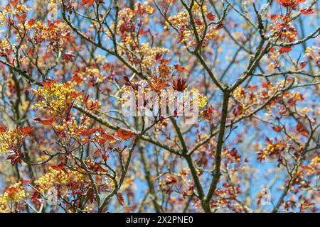 Acer platanoides, der norwegische Ahorn im Frühjahr. Natürlicher pflanzlicher Hintergrund. Frühlingsblüte. Stockfoto