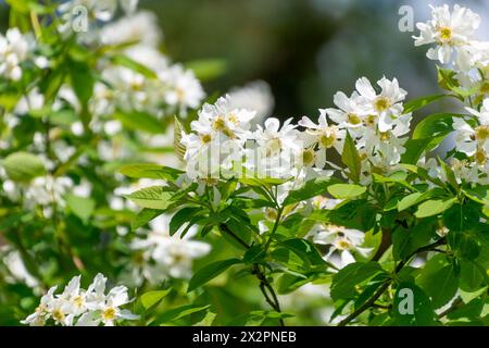 Schöne weiße Blüten von Amelanchier utahensis. Frühlingsblüte. Die Utah Serviceberry. Blumenhintergrund. Stockfoto