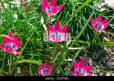 Wunderschöne rosa Blumen von Tulipa humilis. Frühlingsblüte. Blumenbeet. Stockfoto