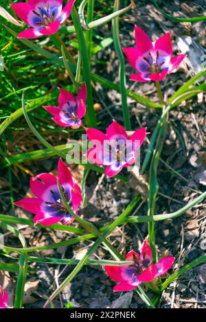 Wunderschöne rosa Blumen von Tulipa humilis. Frühlingsblüte. Blumenbeet. Stockfoto