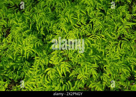 Grüner natürlicher Grashintergrund. Gymnocarpium dryopteris, das westliche Eichenfarn, gemeiner Eichenfarn, Eichenfarn, nördlicher Eichenfarn. Stockfoto
