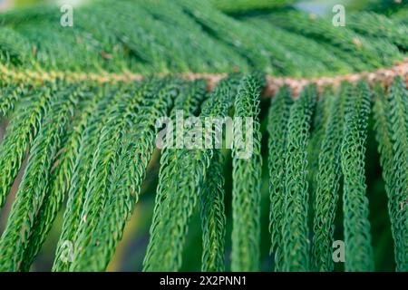 Grüner Zweig eines Nadelbaums. Araucaria columnaris. Das Korallenriff araucaria, Cook Kiefer, New Caledonia Kiefer, Cook araucaria, säulenaraucaria. Stockfoto